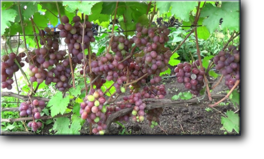 Срок созревания сорта винограда Армани ранний, полный цикл составляет 110 – 120 дней.